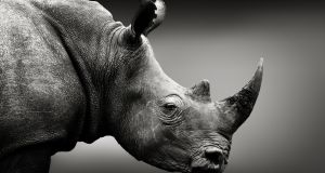 Last Northern white rhinos retired from breeding project