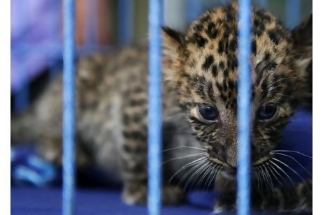 Wild animals smuggled from Tanzania to Pakistan