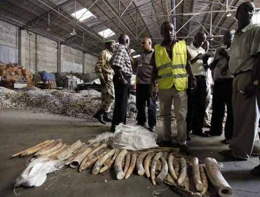 Major ivory seizure in Nairobi