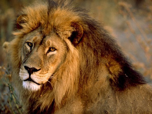 Six lions killed in Nairobi