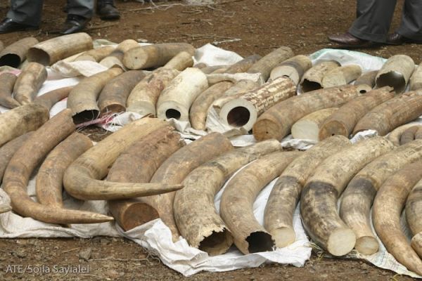 Major ivory theft in Maputo