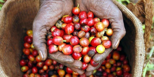 International coffee conference in Addis Ababa