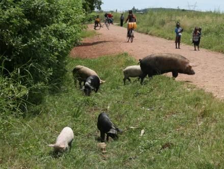 Swine fever outbreak in Maputo