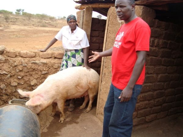 Swine fever outbreak in Arusha