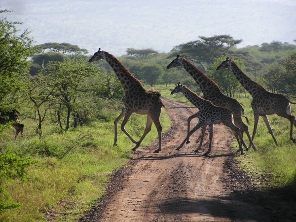 Tanzania to build airport near Serengeti National Park