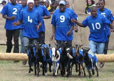 Goat Races