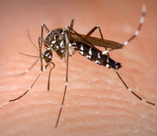 Dengue fever in Dar es Salaam