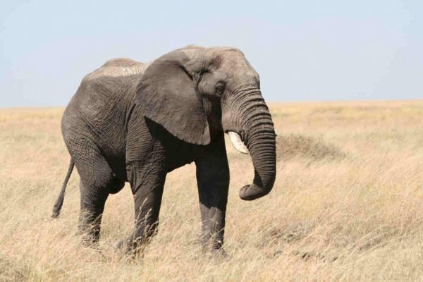 Tanzania steps up fight against poachers
