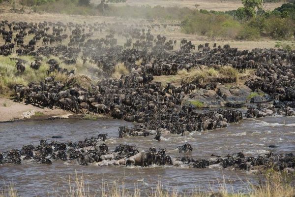 Serengeti saved