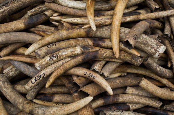 Tanzania calls for worldwide ban on ivory, rhino trade