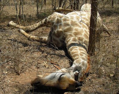 Increased giraffe poaching in Arusha region