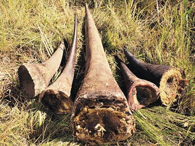 Rhino horns go missing in Maputo