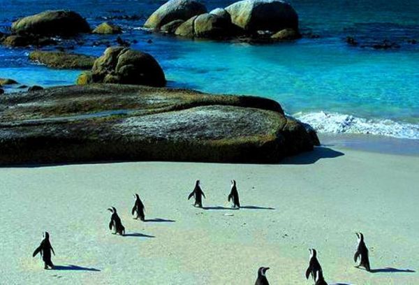 African Penguins at risk of extinction