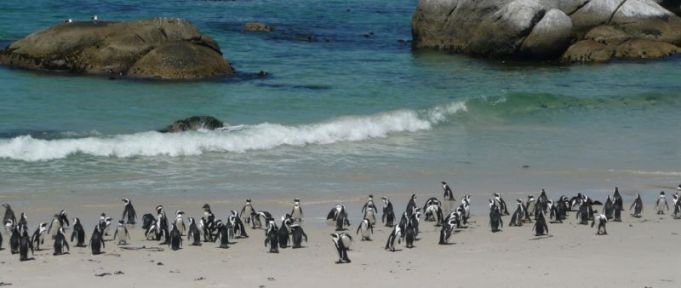 Cape Town protects its penguins