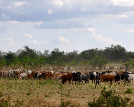 Tanzania orders foreign livestock to leave Arusha region