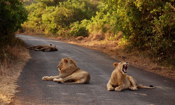 Nairobi keeps track of its lions