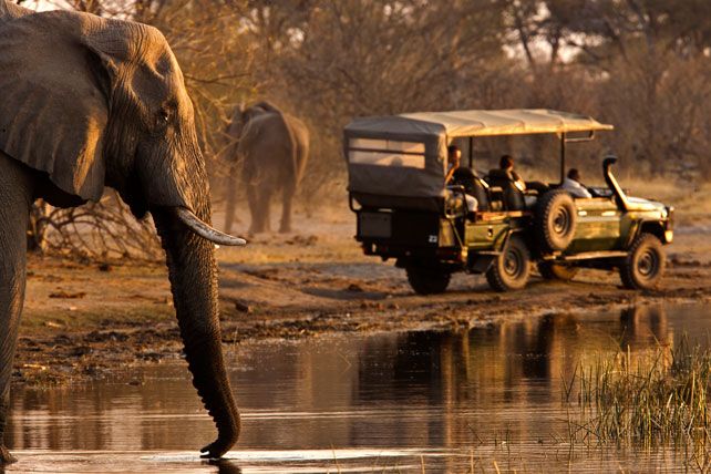 What to know about Safaris in Africa on a budget