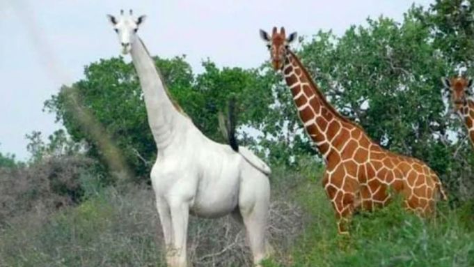 Rare Kenyan white giraffes killed by poachers