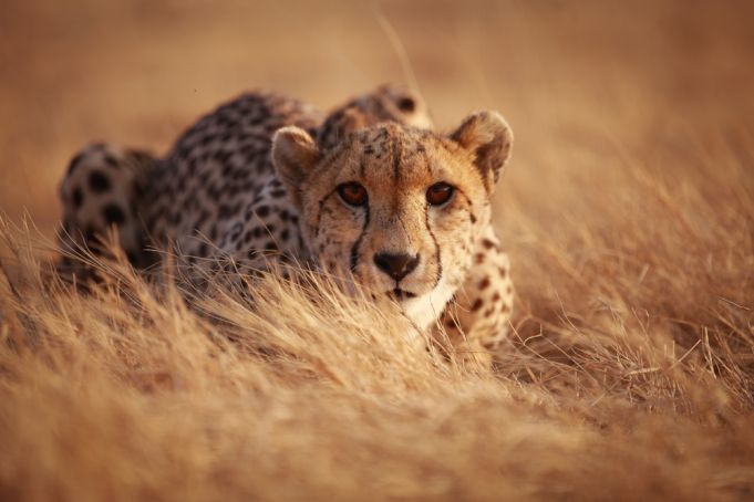 10 most Endangered animals in Africa - Wanted in Africa