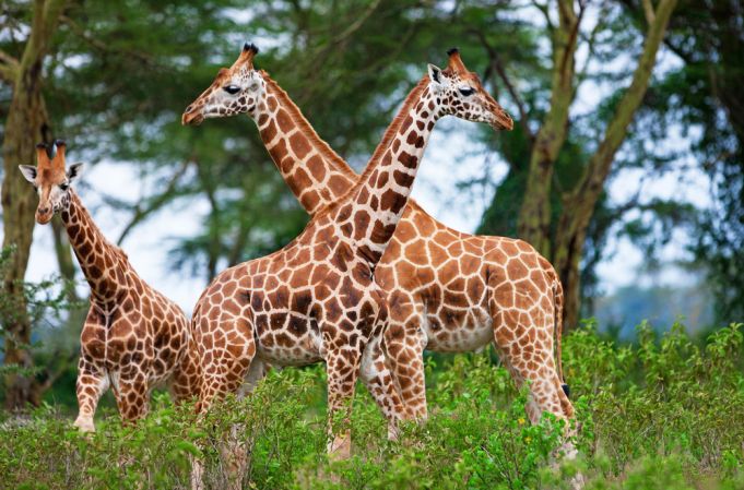 10 most Endangered animals in Africa - Wanted in Africa