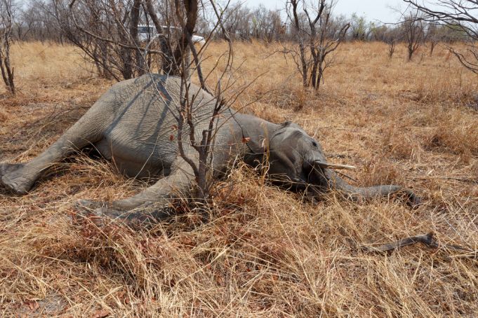 Why are Botswana elephants dying in their hundreds?
