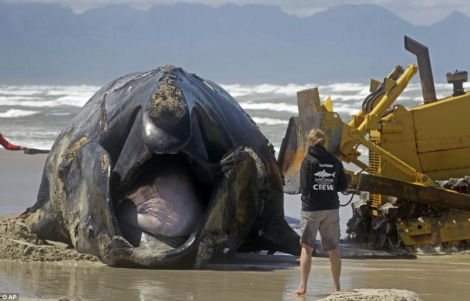 Stranded Humpback whale washes onto a beach near Cape Town
