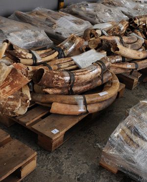 Major ivory seizure in Dar es Salaam - image 2