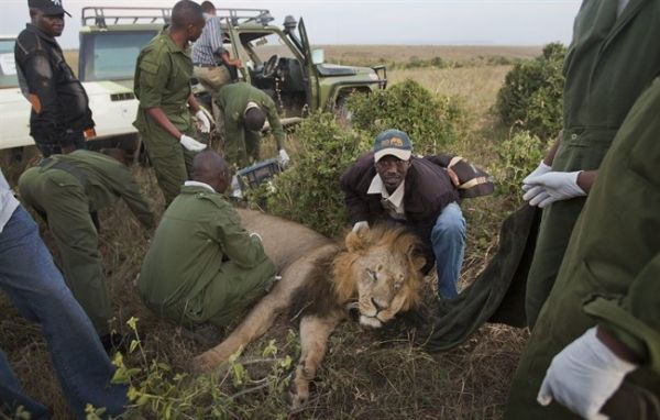 GPS collars fitted to Nairobi lions - image 2