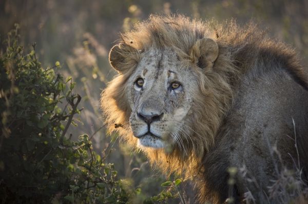 GPS collars fitted to Nairobi lions - image 3