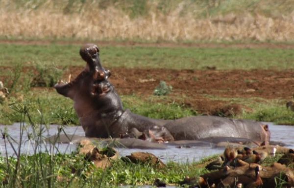 Hippo under threat in Lake Manyara - image 2