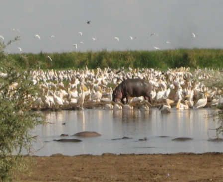 Hippo under threat in Lake Manyara - image 3