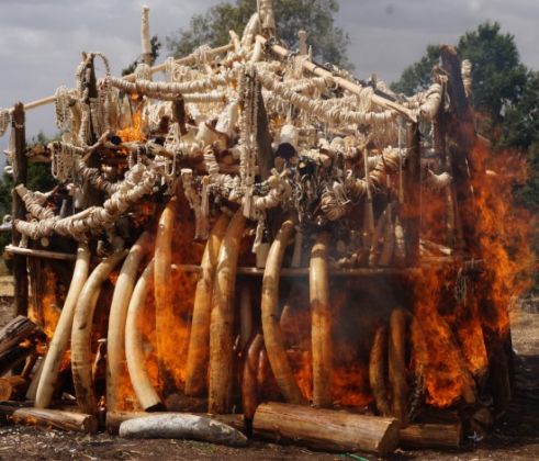 Ethiopia burns ivory to discourage poaching - image 3