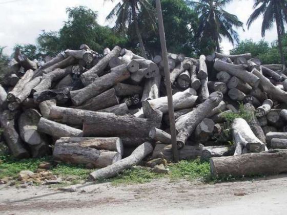 Tanzania and Kenya sign deal to tackle illegal timber trade - image 2