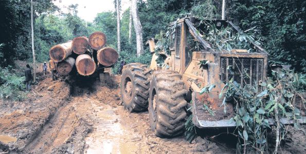 Tanzania and Kenya sign deal to tackle illegal timber trade - image 3