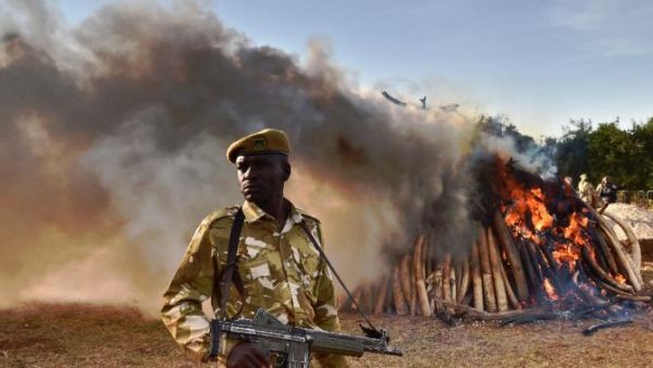 Ethiopia burns ivory to discourage poaching - image 4