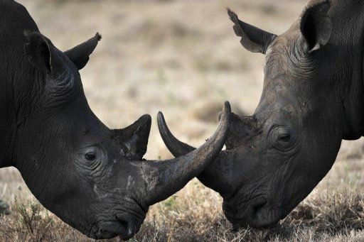 Rhino horns go missing in Maputo - image 3