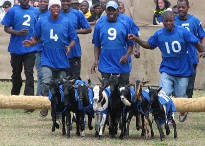 Annual Dar Goat Races - image 4