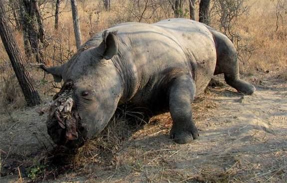 Rhino horns go missing in Maputo - image 4