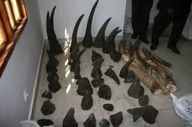 Rhino horns go missing in Maputo - image 2