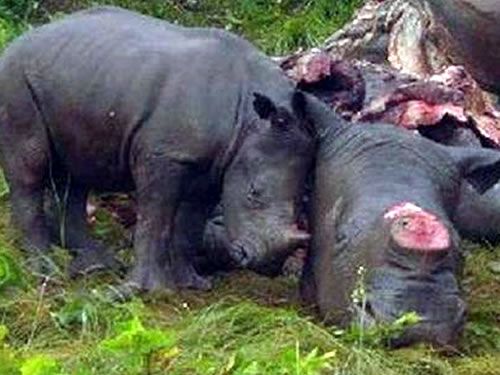 Mozambique police involved in theft of rhino horn - image 2