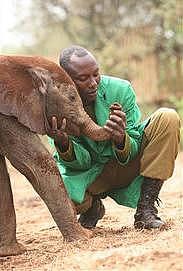 Arusha to open baby elephant orphanage - image 4