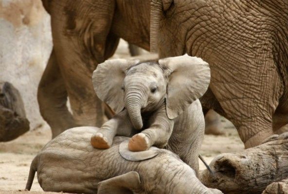 Arusha to open baby elephant orphanage - image 2