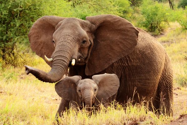 Arusha to open baby elephant orphanage - image 3