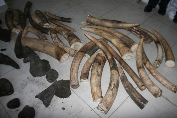 Mozambique police involved in theft of rhino horn - image 3