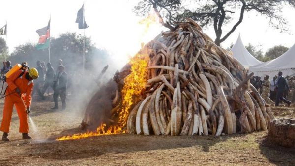 Mozambique to destroy confiscated ivory - image 3