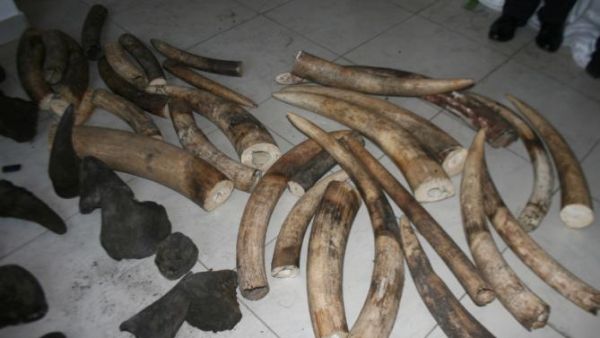 Mozambique to destroy confiscated ivory - image 2