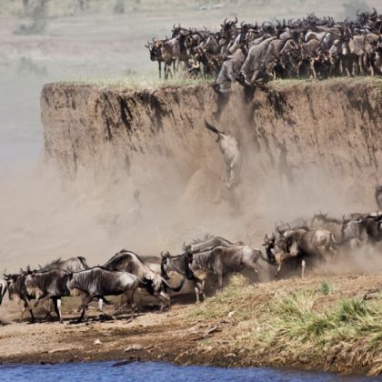 Serengeti voted world's best safari - image 3