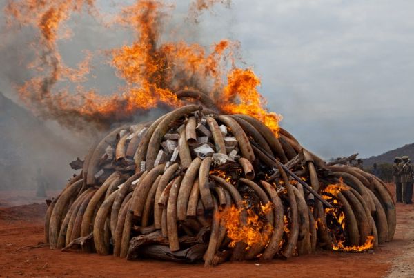 Mozambique to destroy confiscated ivory - image 4