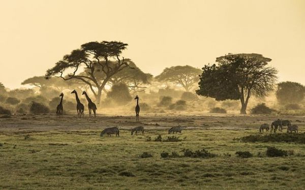 Serengeti voted world's best safari - image 2