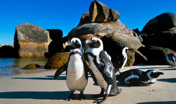 African Penguins at risk of extinction - image 4